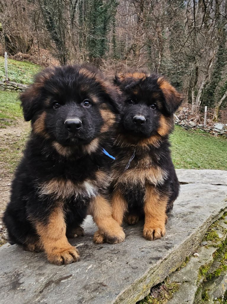 du chalet des crocs blancs - Nouvelles photos des bébés de R'scarlett âgés de 8 semaines!!