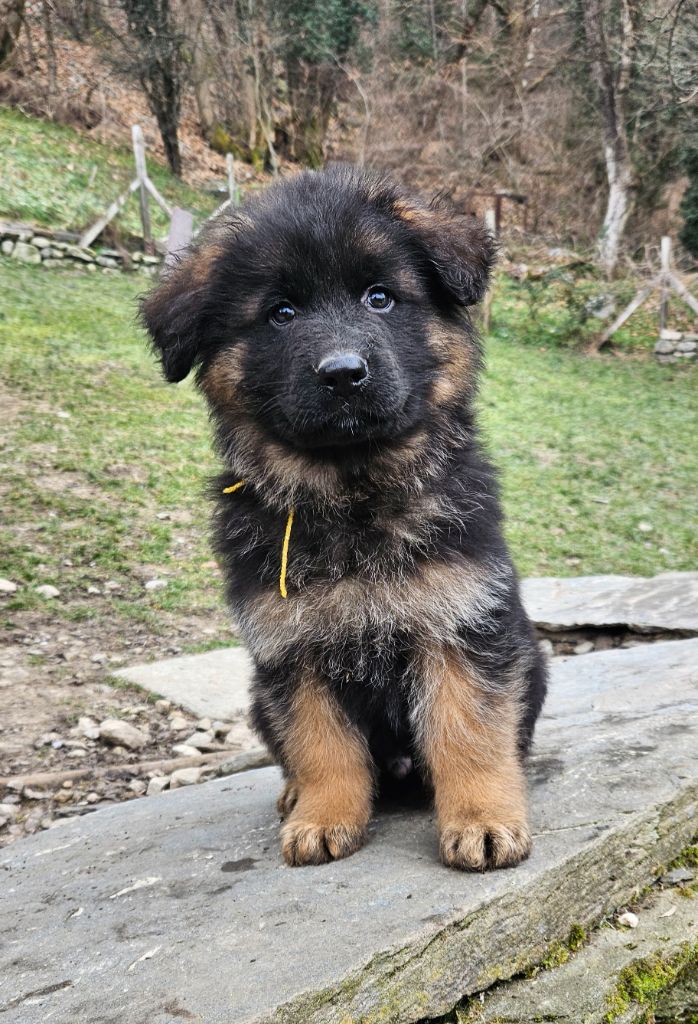 du chalet des crocs blancs - Reste 2 magnifiques chiots mâles disponibles à la réservation !