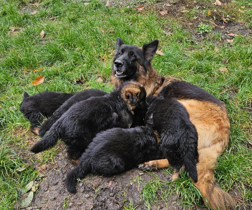 chiot Berger Allemand Poil Long du chalet des crocs blancs