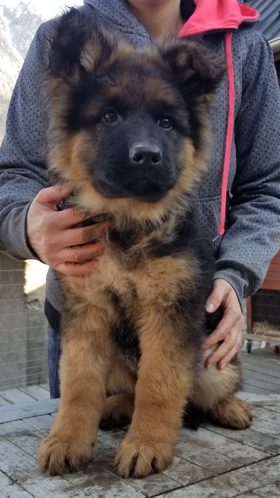 chiot Berger Allemand Poil Long du chalet des crocs blancs