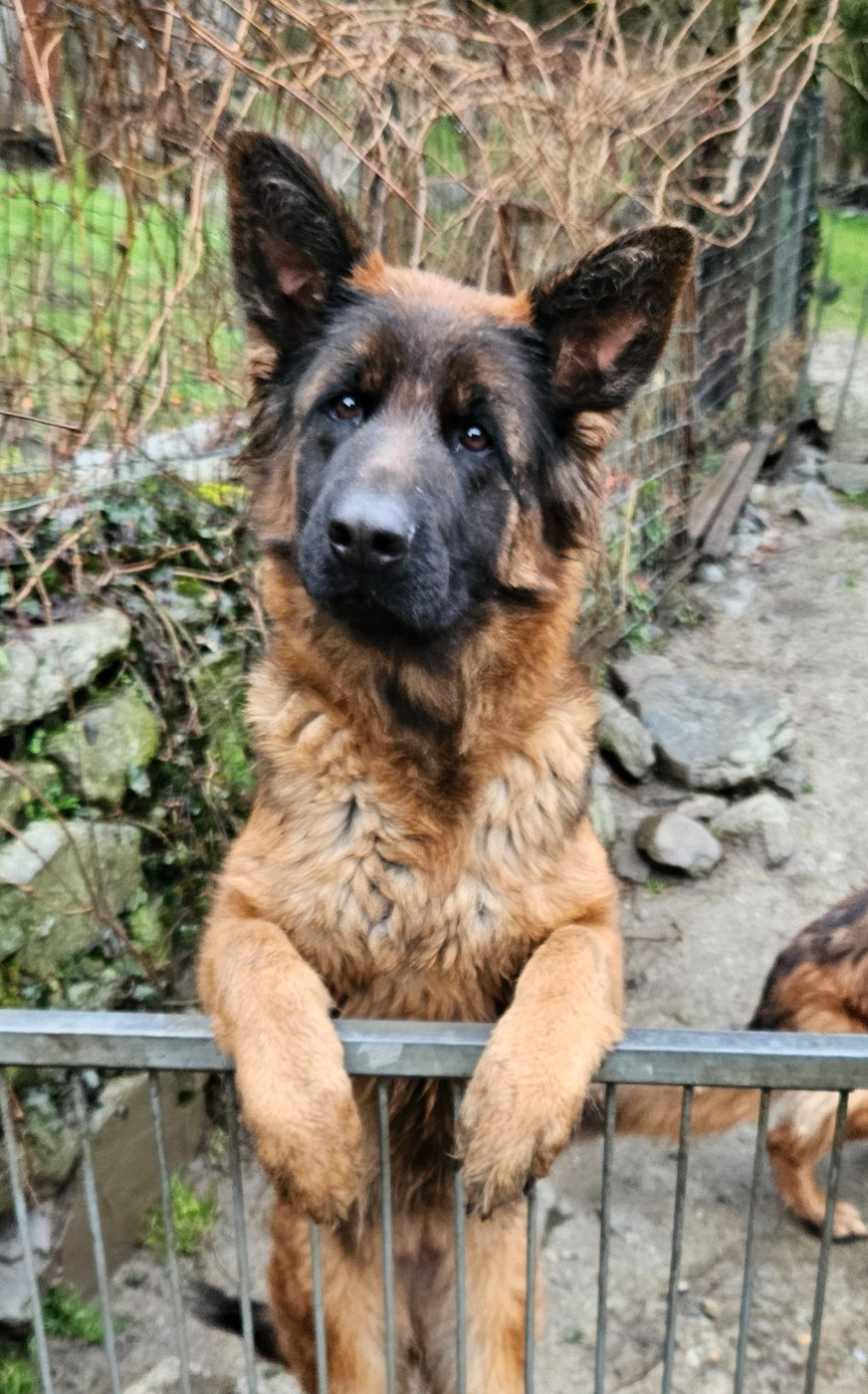 U'lulu du chalet des crocs blancs