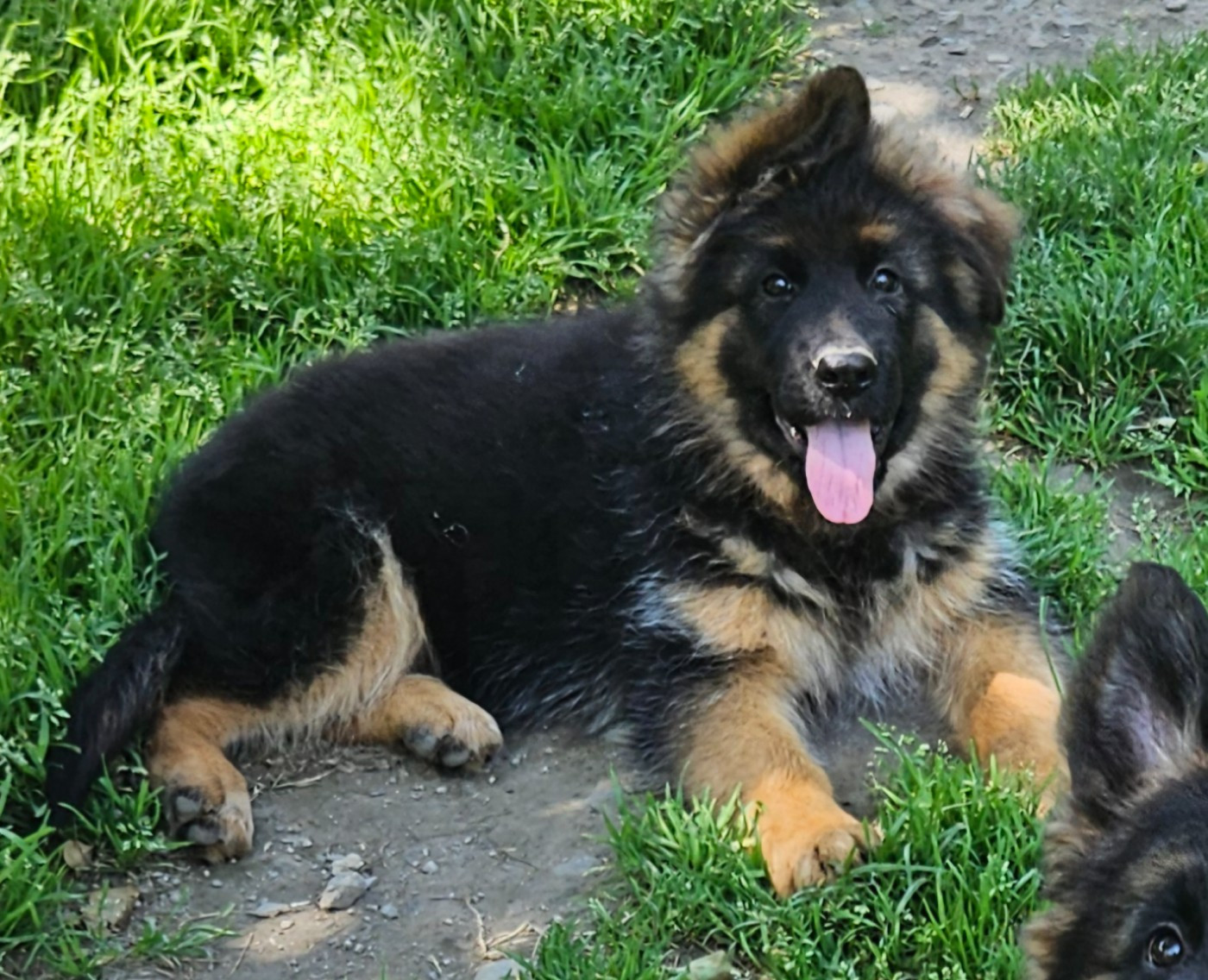 Une jolie femelle disponible!