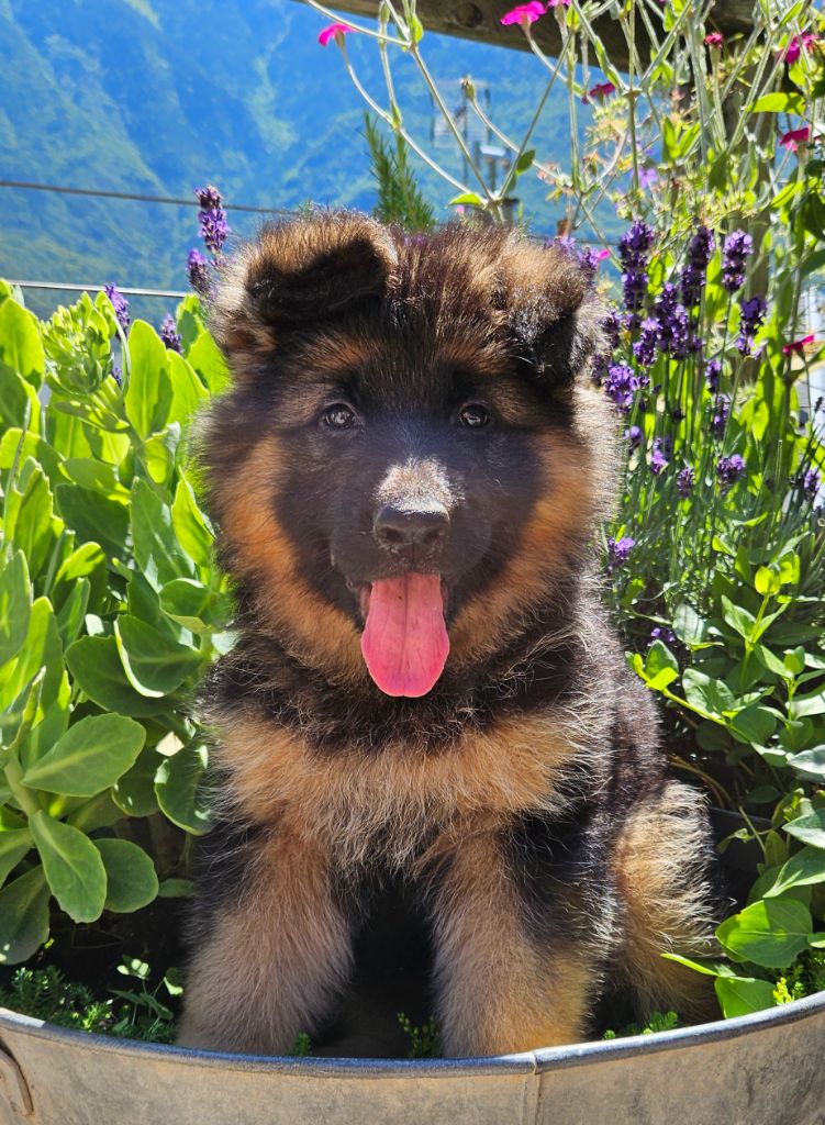 du chalet des crocs blancs - Berger Allemand Poil Long - Portée née le 27/04/2024