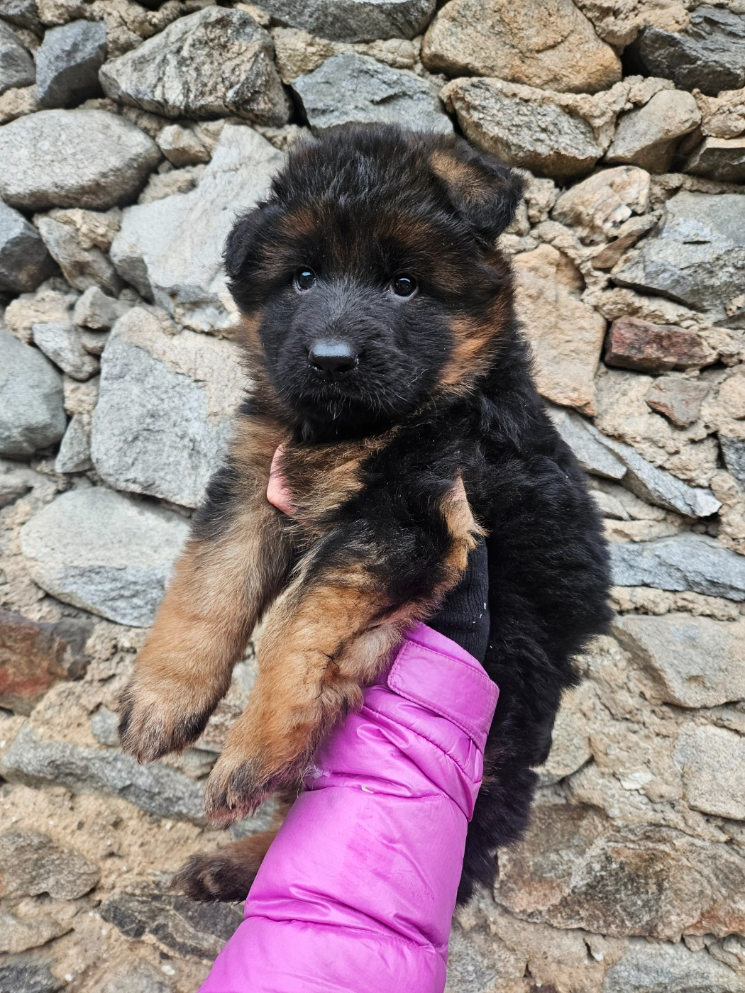 du chalet des crocs blancs - Berger Allemand Poil Long - Portée née le 24/10/2025