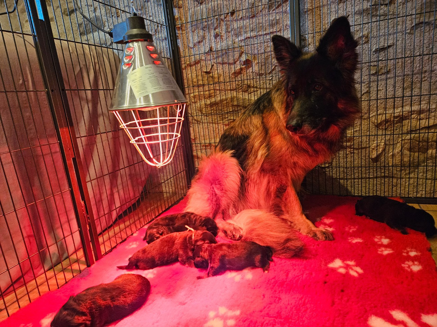 du chalet des crocs blancs - Berger Allemand Poil Long - Portée née le 01/03/2026