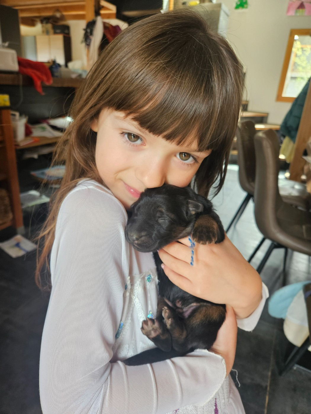 du chalet des crocs blancs - Chiots disponibles - Berger Allemand Poil Long