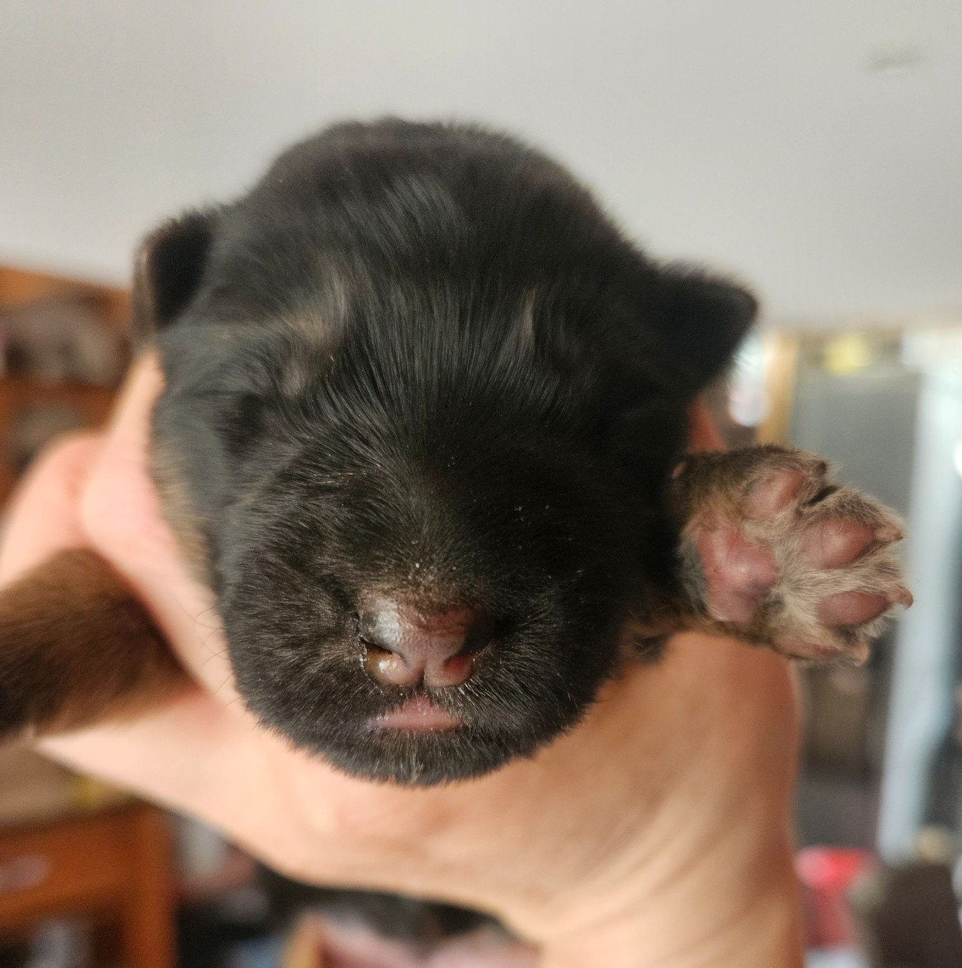 du chalet des crocs blancs - Chiots disponibles - Berger Allemand Poil Long