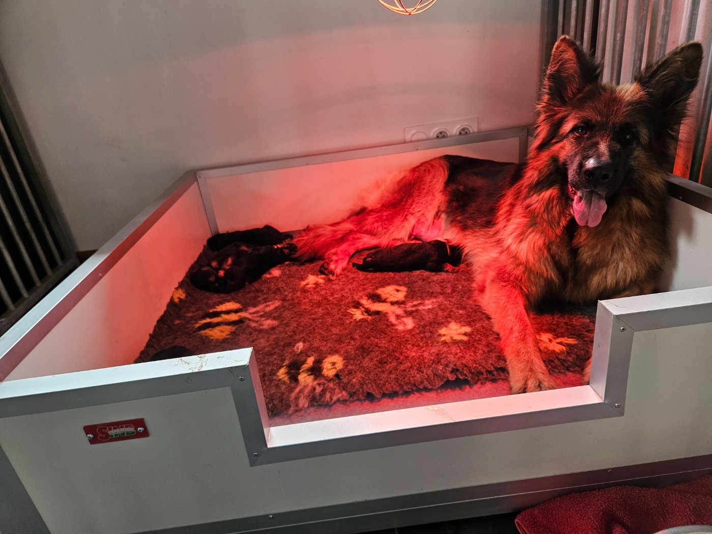 du chalet des crocs blancs - Berger Allemand Poil Long - Portée née le 09/03/2026