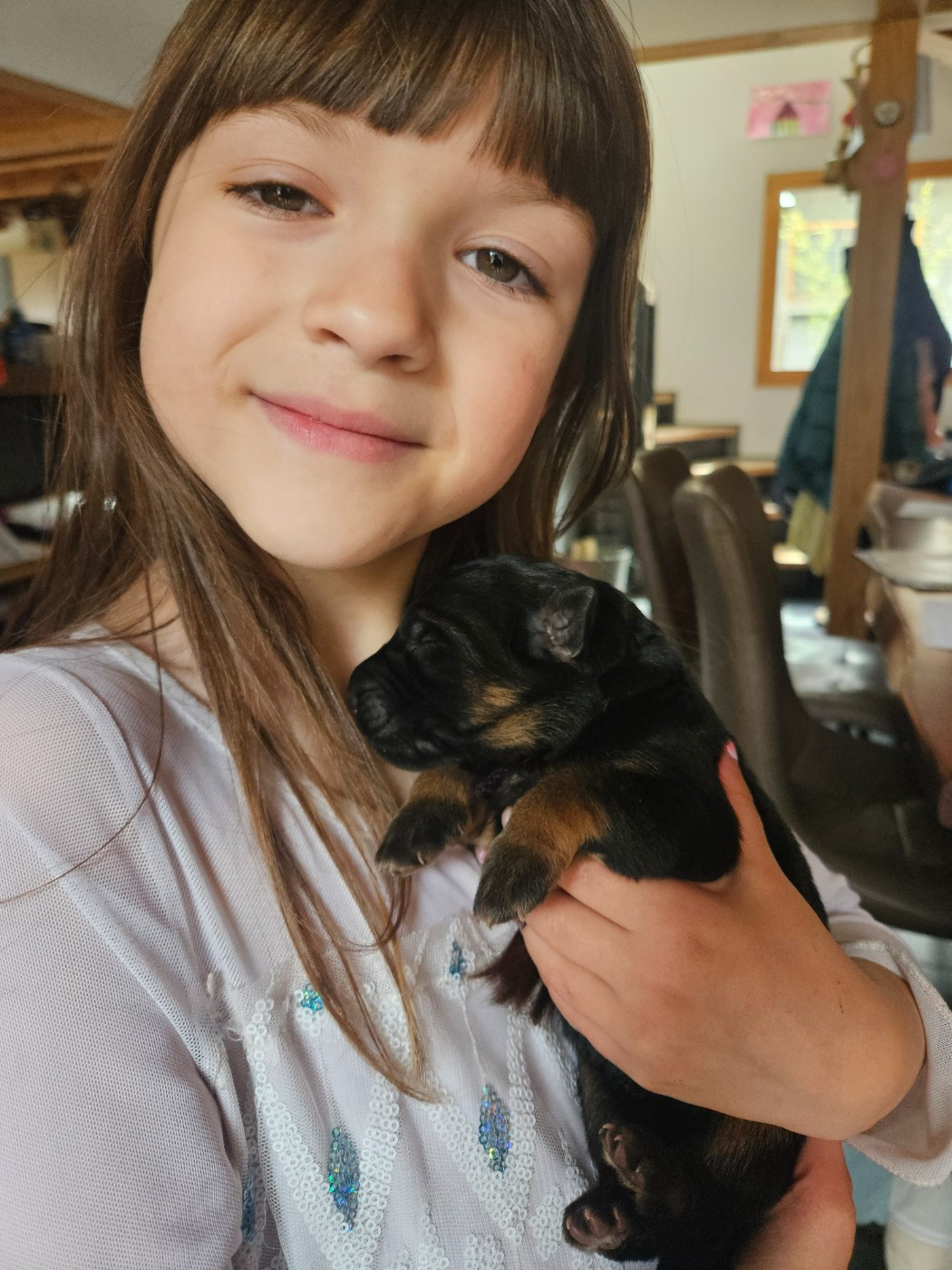 Chiot Berger Allemand Poil Long du chalet des crocs blancs