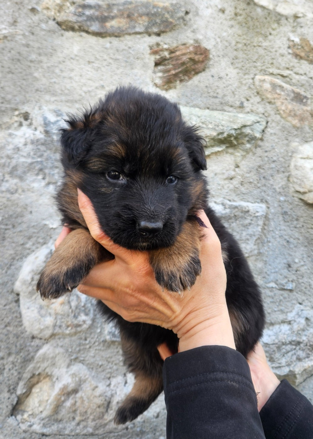 du chalet des crocs blancs - Chiots disponibles - Berger Allemand Poil Long