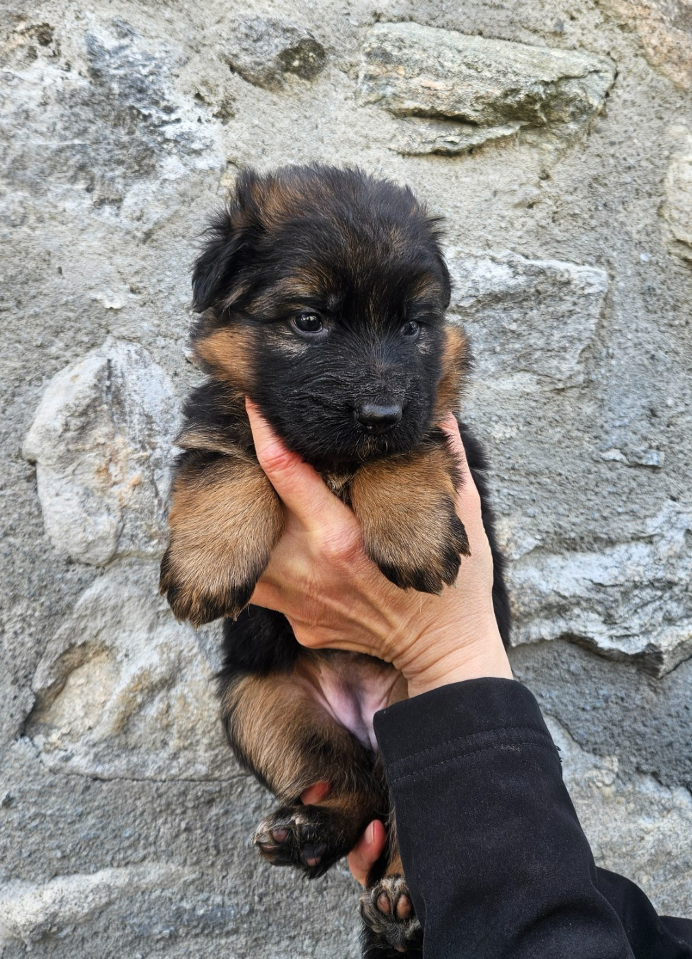 du chalet des crocs blancs - Chiots disponibles - Berger Allemand Poil Long