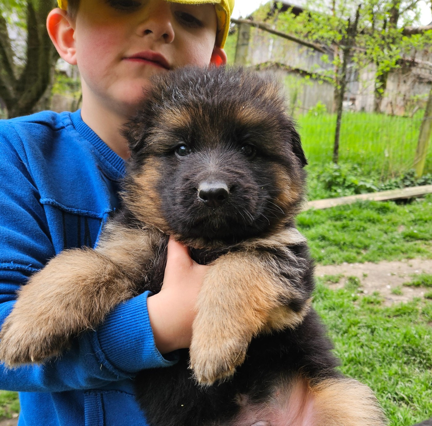 du chalet des crocs blancs - Chiots disponibles - Berger Allemand Poil Long