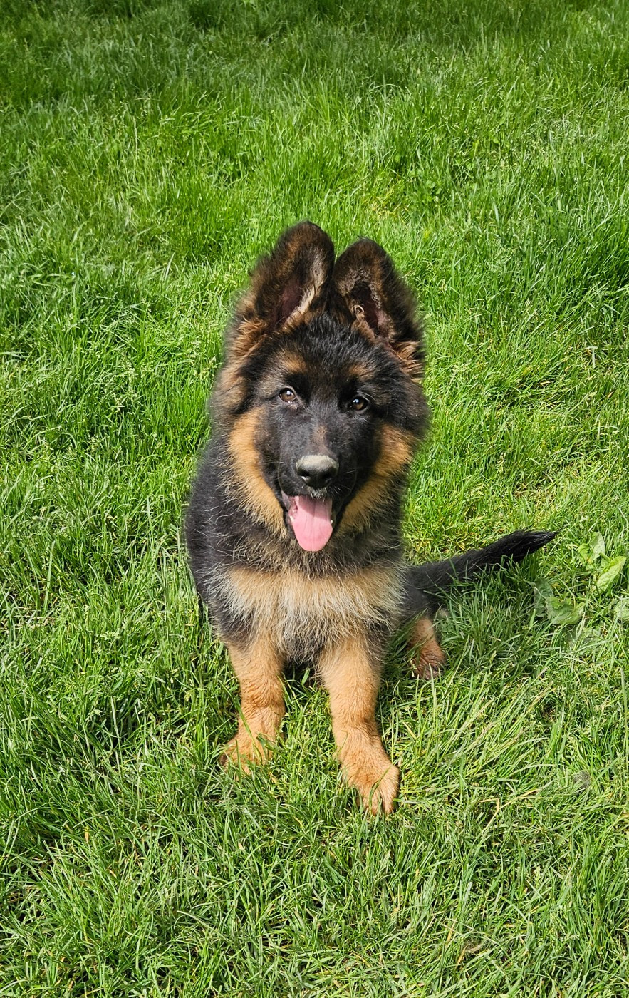 du chalet des crocs blancs - Chiots disponibles - Berger Allemand Poil Long