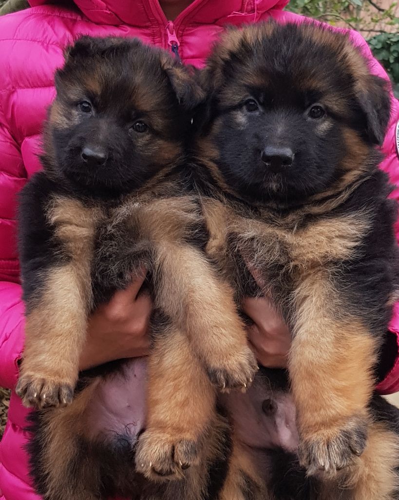 du chalet des crocs blancs - Berger Allemand Poil Long - Portée née le 16/10/2018