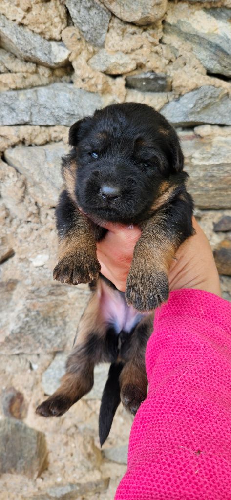 du chalet des crocs blancs - Chiots disponibles - Berger Allemand Poil Long