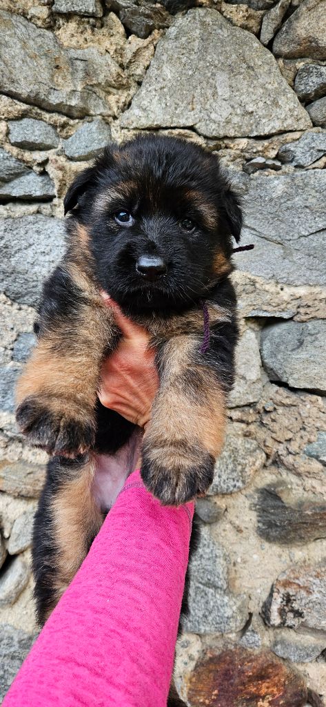 du chalet des crocs blancs - Chiots disponibles - Berger Allemand Poil Long