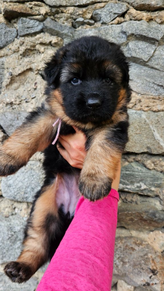 du chalet des crocs blancs - Chiots disponibles - Berger Allemand Poil Long