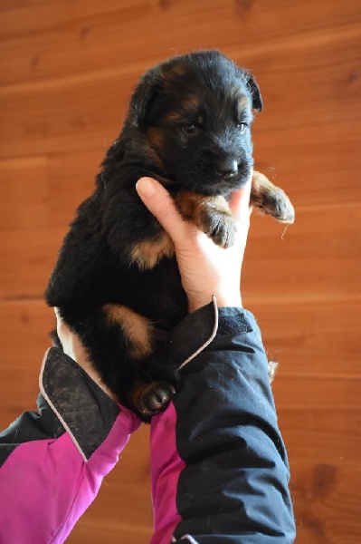 du chalet des crocs blancs - Berger Allemand Poil Long - Portée née le 24/12/2015