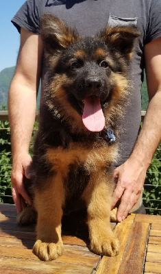 TAÏKO
