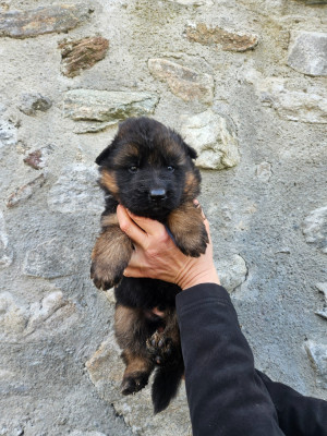 ficelle BLEUE MARINE