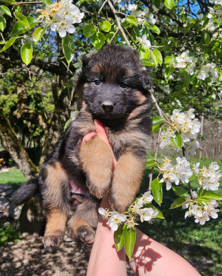 BAYA