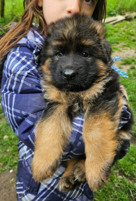 BOSKO