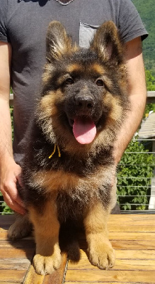 TAO