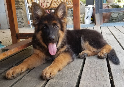 THOR