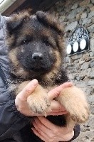 PIXEL