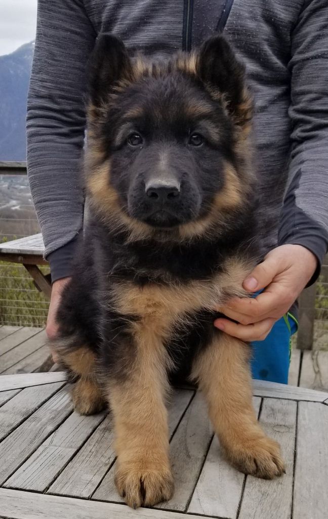 du chalet des crocs blancs - Berger Allemand Poil Long - Portée née le 20/01/2021