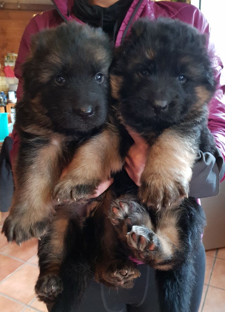 du chalet des crocs blancs - Berger Allemand Poil Long - Portée née le 06/01/2018